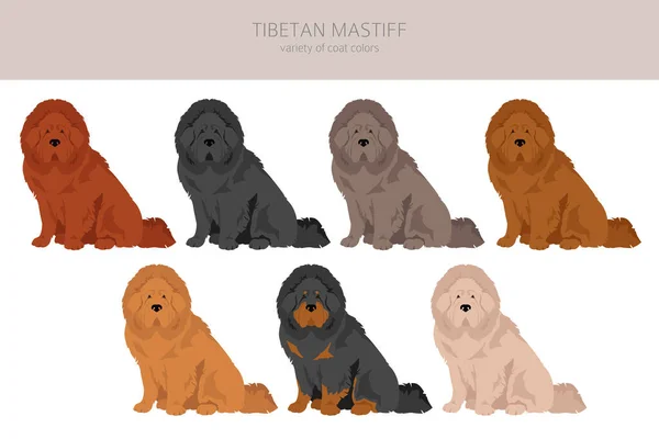 Clipart Mastín Tibetano Distintas Poses Colores Del Abrigo Establecidos Ilustración — Vector de stock