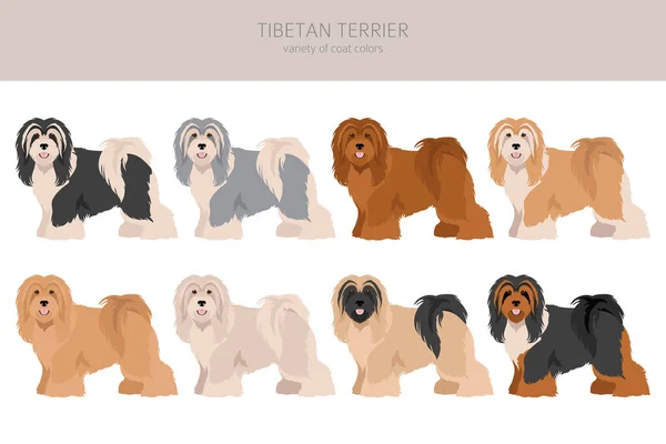 Clipart Terrier Tibetano Poses Diferentes Conjunto Cores Casaco Ilustração Vetorial —  Vetores de Stock