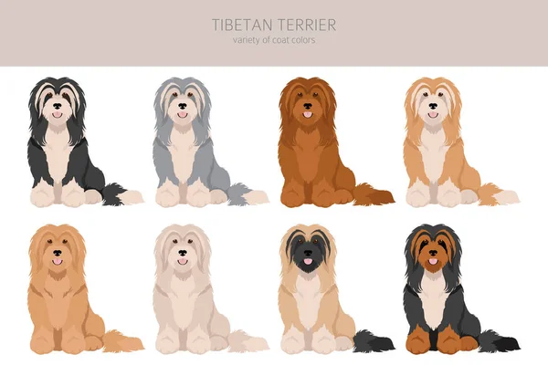Tibetanska Terrier Clipart Olika Poser Olika Pälsfärger Vektorillustration — Stock vektor