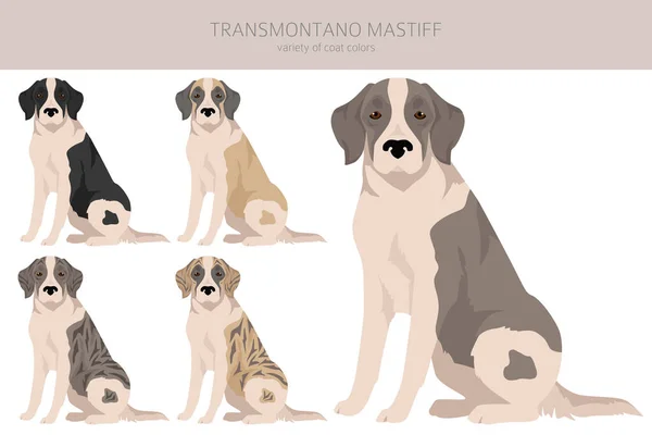 Transmontano Mastiff Clipart Alla Pälsfärger Inställda Alla Hund Raser Egenskaper — Stock vektor