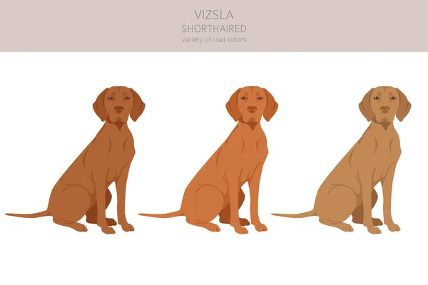 Vizsla Shorthaired Clipart Different Poses Coat Colors Set Vector Illustration — Stock Vector
