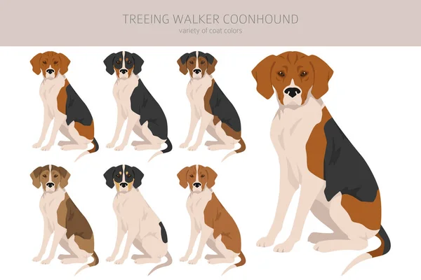 Treeing Walker Coonhound Clipart Verschiedene Posen Festgelegte Fellfarben Vektorillustration — Stockvektor