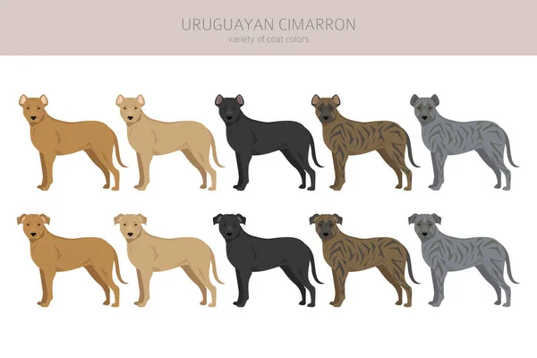 Uruguaylı Cimarron Tırpanı Tüm Ceket Renkleri Ayarlandı Bütün Köpekler Karakteristik — Stok Vektör