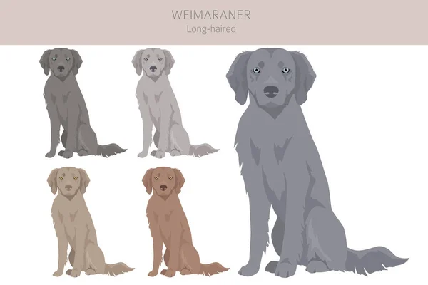 矮小的长毛狗群 所有的外套颜色都设置好了 所有的狗都有信息特征 矢量说明 — 图库矢量图片