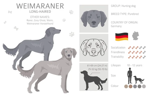 Weimaraner Langhaarhund Clipart Alle Fellfarben Eingestellt Alle Hunderassen Merkmale Infografik — Stockvektor