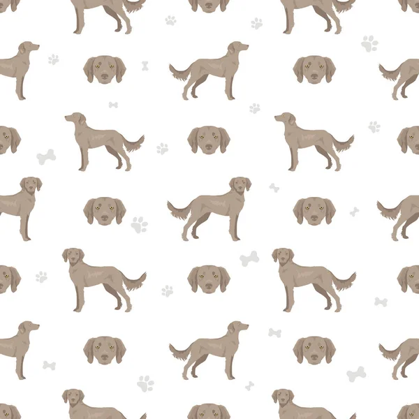 Weimaraner Longhaired Dog Seamless Pattern All Coat Colors Set All — Stock Vector