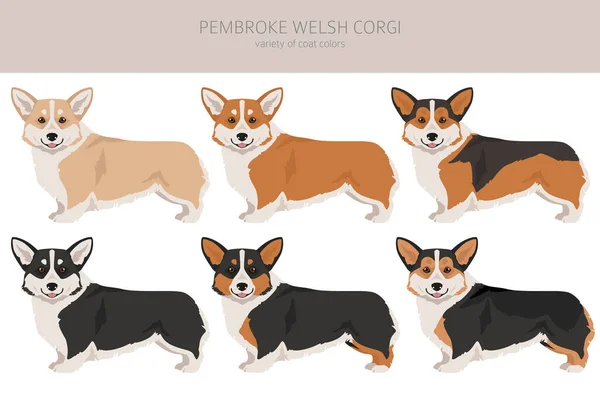 Welsh Corgi Pembroke Clipart All Coat Colors Set All Dog — Stock Vector