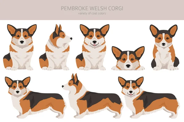 Walesiska Corgi Pembroke Clipart Alla Pälsfärger Inställda Alla Hund Raser — Stock vektor