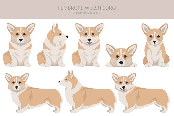 stock vector Welsh Corgi Pembroke clipart. All coat colors set.  All dog breeds characteristics infographic. Vector illustration
