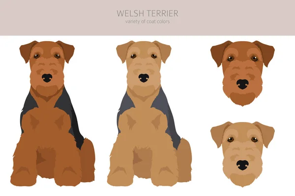 Welsh Terrier Clipart Different Poses Coat Colors Set Vector Illustration — Stock Vector