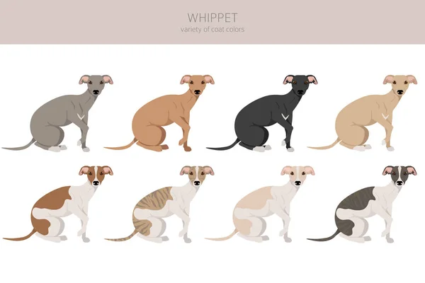 Whippet Clipart Distintas Poses Colores Del Abrigo Establecidos Ilustración Vectorial — Archivo Imágenes Vectoriales