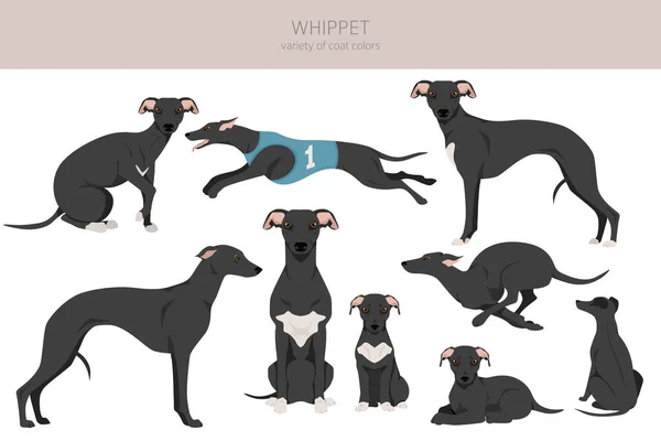 Clipart Whippet Poses Diferentes Conjunto Cores Casaco Ilustração Vetorial —  Vetores de Stock