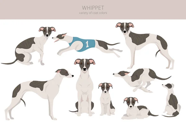 Whippet Cliparts Verschiedene Posen Festgelegte Fellfarben Vektorillustration — Stockvektor