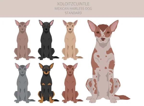 Xoloitzcuintle Clipart Estándar Perro Mexicano Sin Pelo Distintas Poses Colores — Vector de stock