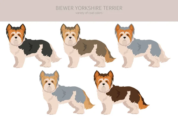 Biewer Yorkshire Terrier Clipart Verschillende Houdingen Jas Kleuren Set Vectorillustratie — Stockvector