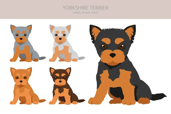 Yorkshire Terrier Clipart Distintas Poses Colores Del Abrigo Establecidos Ilustración — Vector de stock