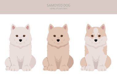 Samoyed dog clipart. Farklı pozlar, farklı renkler. Vektör illüstrasyonu