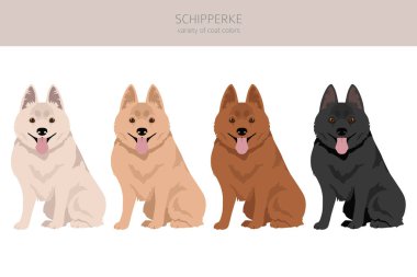 Schipperke klipsi. Farklı pozlar, farklı renkler. Vektör illüstrasyonu