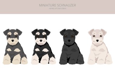 Farklı renkte minyatür schnauzer köpek yavrusu. Vektör illüstrasyonu