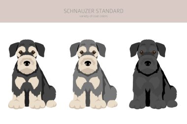 Schhnauzer Standart Clipart. Farklı pozlar, farklı renkler. Vektör illüstrasyonu