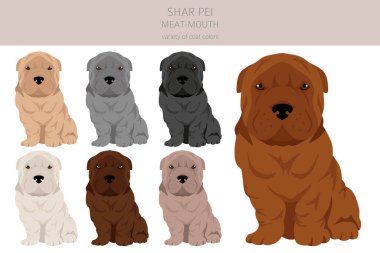 Shar Pei (modern) et ağızlı köpek yavrusu klipsi. Farklı pozlar, farklı renkler. Vektör illüstrasyonu