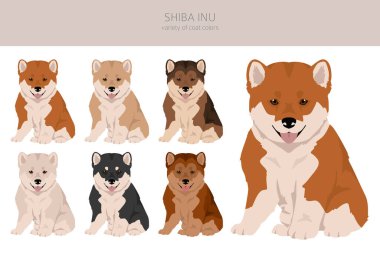 Shiba Inu puppy, Japanese small size dog coat colors, different poses clipart.  Vector illustration clipart