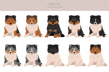 Sheltie köpek yavrusu, Shetland çoban köpeği kırpması. Farklı pozlar, farklı renkler. Vektör illüstrasyonu