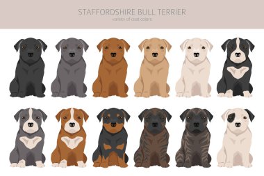 Staffordshire boğa teriyeri. Farklı renkte kabadayı köpekleri seti. Vektör illüstrasyonu