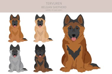 Belçika Tervuren köpek yavrusu klipsi. Farklı pozlar, farklı renkler. Vektör illüstrasyonu