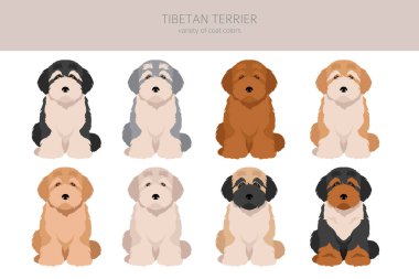 Tibet teriyeri köpek yavrusu tırnağı. Farklı pozlar, farklı renkler. Vektör illüstrasyonu