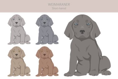 Weimaraner, köpek yavrusu klipinde kısa devre yaptı. Tüm ceket renkleri ayarlandı. Bütün köpekler karakteristik bilgileri çoğaltır. Vektör illüstrasyonu