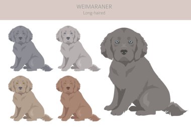 Weimaraner uzun saçlı köpek yavrusu. Tüm ceket renkleri ayarlandı. Bütün köpekler karakteristik bilgileri çoğaltır. Vektör illüstrasyonu