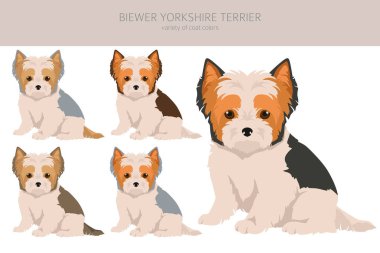 Biewer Yorkshire Terrier köpek yavrusu klipsi. Farklı pozlar, farklı renkler. Vektör illüstrasyonu