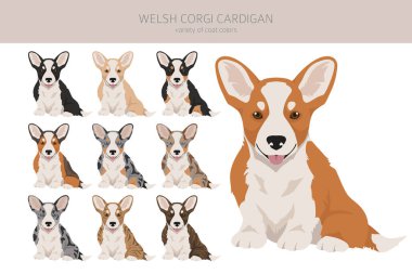 Galli Corgi hırkası köpek yavrusu. Farklı pozlar, farklı renkler. Vektör illüstrasyonu