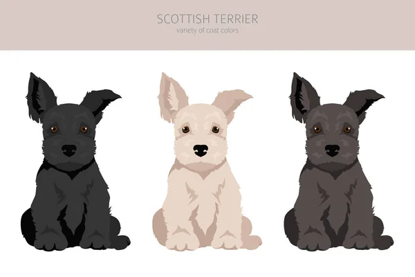 Schotse Terriër Puppies Verschillende Jas Kleuren Puppy Scottie Set Vectorillustratie — Stockvector