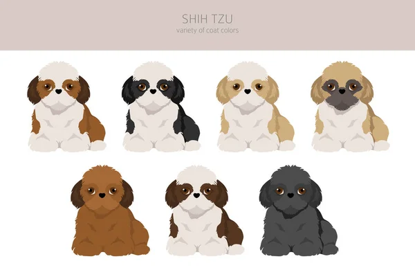 Shih Tzu Puppy Coat Colors Set Vector Illustration — Stock Vector