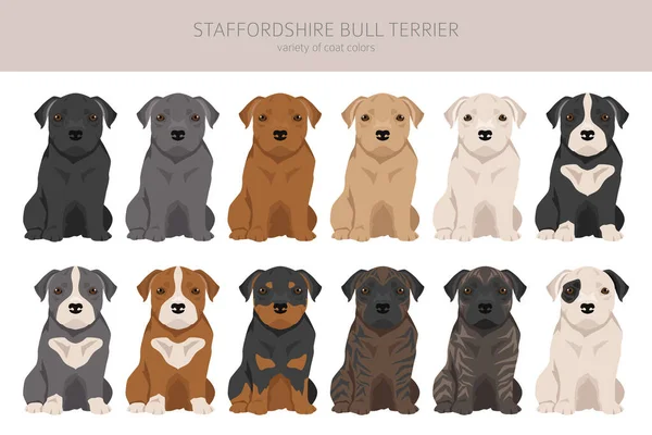 Staffordshire Bullterrier Welpen Verschiedene Variationen Der Fellfarbe Rüpel Hunde Eingestellt — Stockvektor