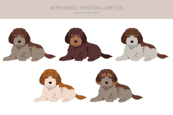 Cabello Cableado Señalando Griffon Cachorro Clipart Distintas Poses Colores Del — Vector de stock