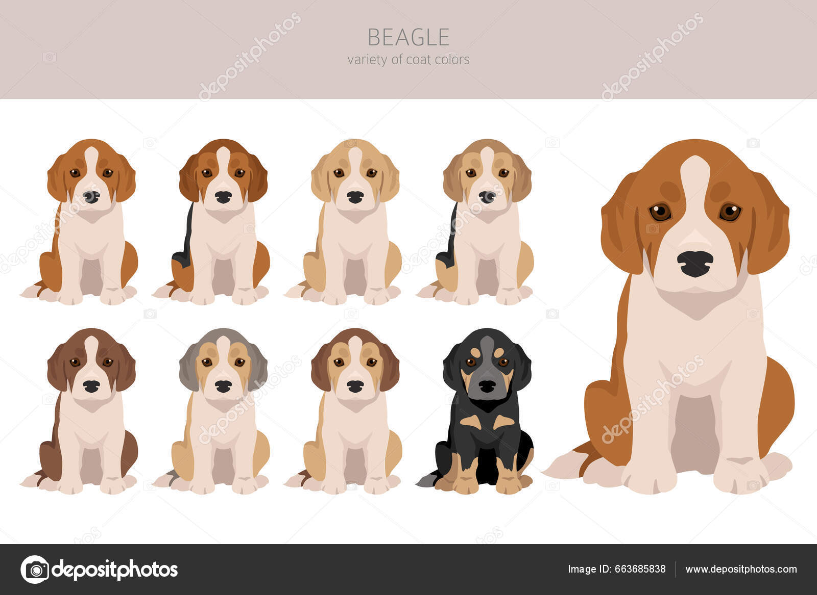 Beagle Puppy Clipart All Coat Colors Set Different Position All