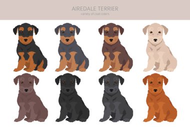 Airedale Teriyeri köpek yavruları tüm renkler toplanır. Farklı ceket renkleri. Vektör illüstrasyonu