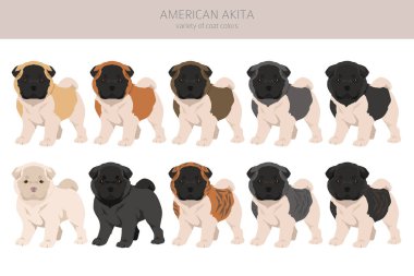 Amerikan Akita köpek yavrusu. Tüm ceket renkleri ayarlandı. Farklı pozisyon. Bütün köpekler karakteristik bilgileri çoğaltır. Vektör illüstrasyonu