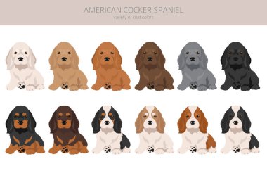 Amerikalı cocker spaniel köpek yavruları tüm palto renkleri kırpılır. Bütün köpekler bilgi üretir. Vektör illüstrasyonu