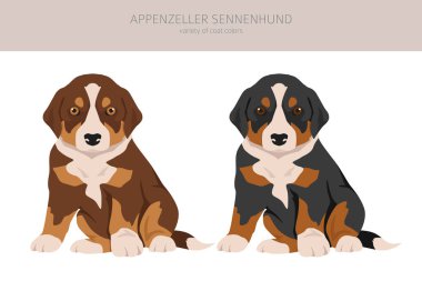Apenzeller her renkten köpek yavrusu yolluyor. Farklı ceket renkleri ve pozlar. Vektör illüstrasyonu