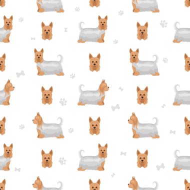 Avustralya ipeksi teriyeri tüm renkler toplanır. Farklı ceket renkleri ve pozlar. Vektör illüstrasyonu