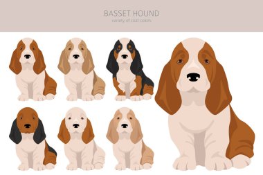 Basset Hound köpek yavrusu klipsi. Tüm ceket renkleri ayarlandı. Farklı pozisyon. Bütün köpekler karakteristik bilgileri çoğaltır. Vektör illüstrasyonu