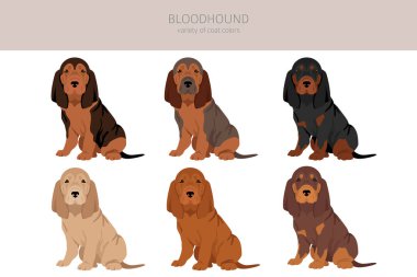 Bloodhound puppies clipart. All coat colors set.  Different position. All dog breeds characteristics infographic. Vector illustration clipart