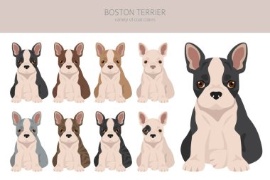 Boston Terrier köpek yavrularının klibi. Tüm ceket renkleri ayarlandı. Farklı pozisyon. Bütün köpekler karakteristik bilgileri çoğaltır. Vektör illüstrasyonu