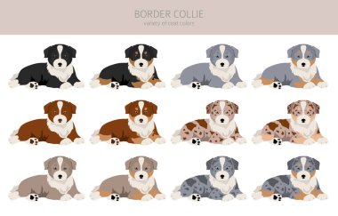 Border collie puppies clipart. Tüm ceket renkleri ayarlandı. Bütün köpekler karakteristik bilgileri çoğaltır. Vektör illüstrasyonu