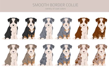 Smooth border collie puppies clipart. Different poses, coat colors set.  Vector illustration clipart