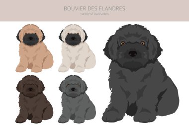 Bouvier des Flandres 'in yavru köpekleri toplanıyor. Farklı ceket renkleri ve pozlar. Vektör illüstrasyonu